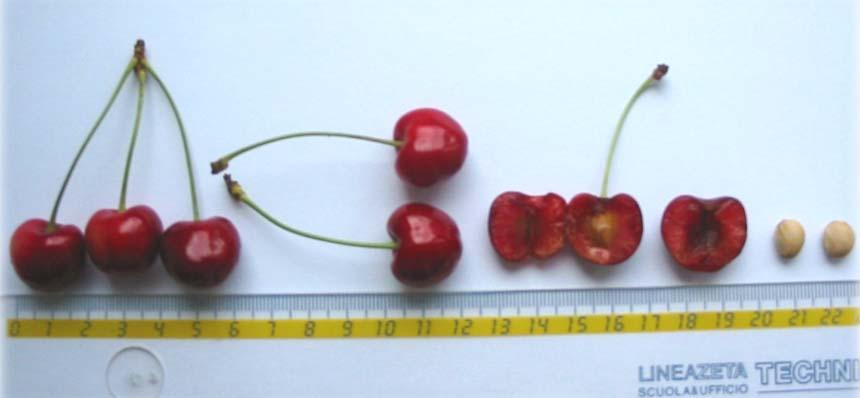 Prunus avium 2 Variety: Crvena krupna Fruit colour: Red