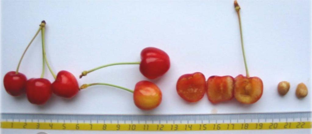 Prunus avium 3 Variety: Domaća alica Fruit colour: Red/ white