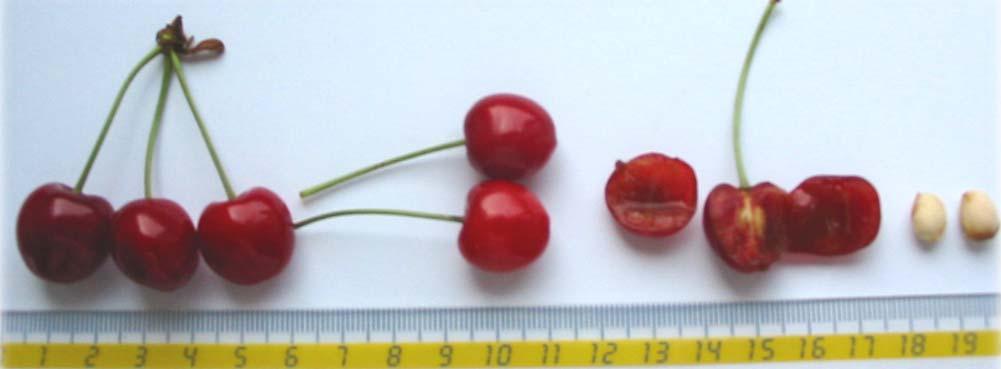 Prunus avium 4 Variety: Ranka Fruit colour: Red Location