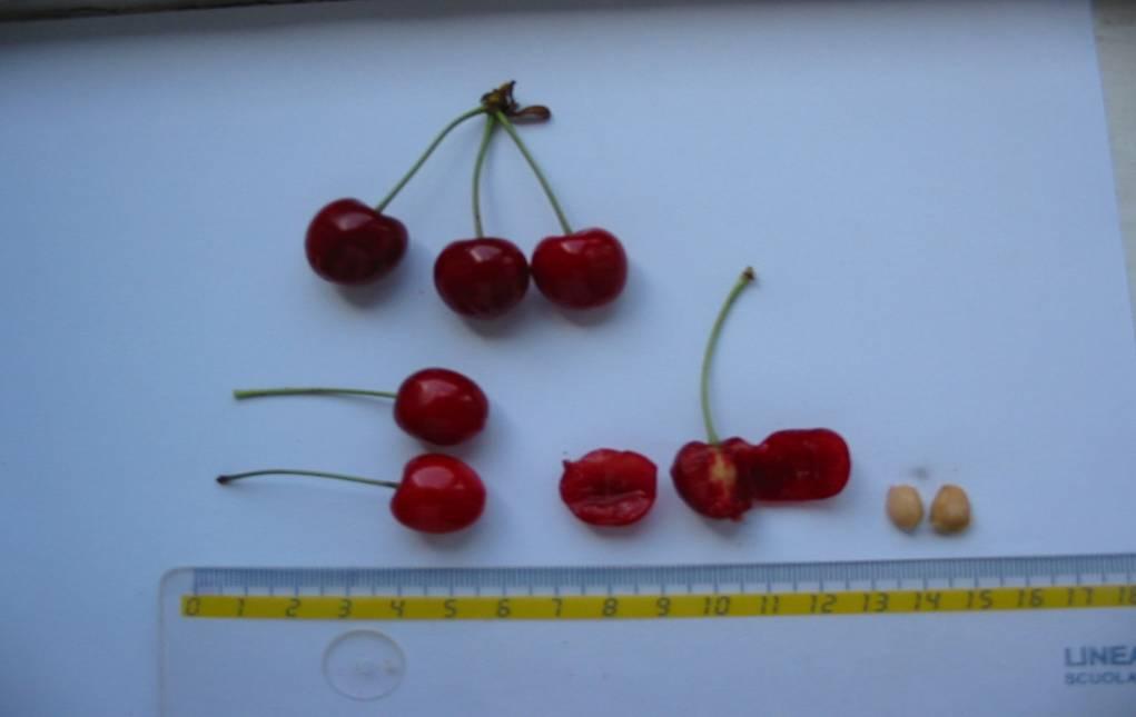 Prunus avium 5 Variety: Rana 1 Fruit colour: Red
