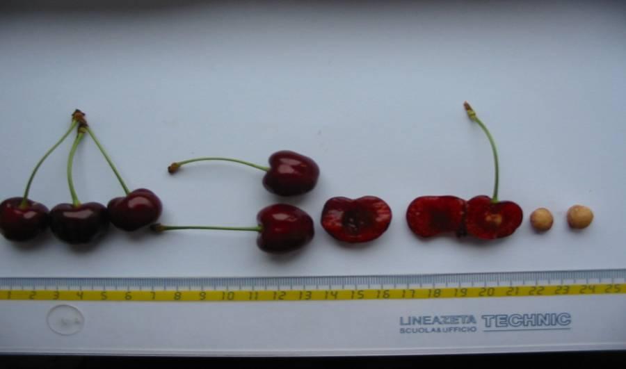 Prunus avium 7 Variety: Švabica Fruit colour: Red
