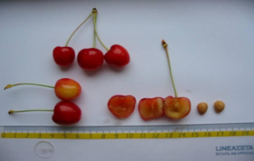 Prunus avium 8 Variety: Alica 1 Fruit colour: Light rose