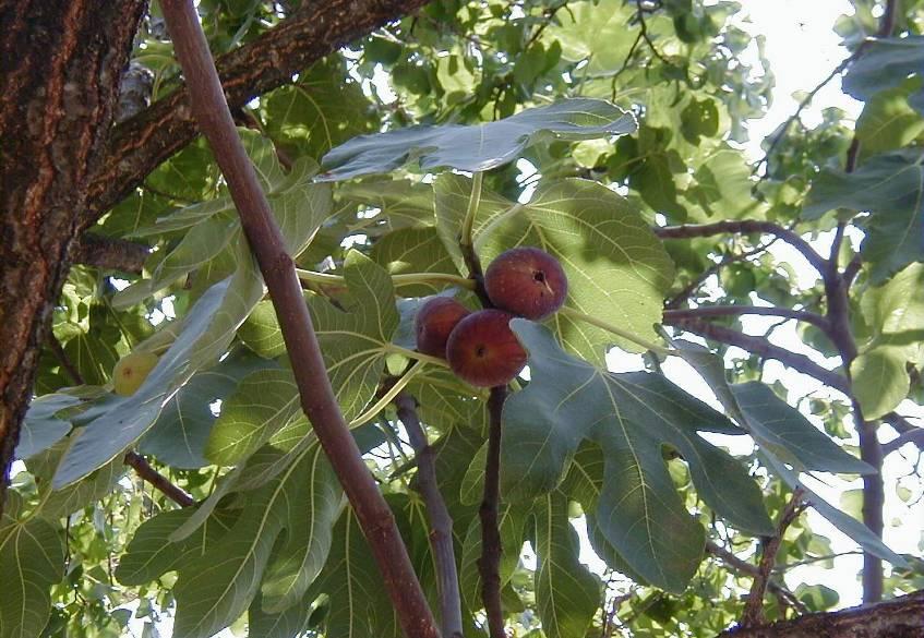 Ficus carica 2 Variety: Grčka crna Fruit colour: Red to black
