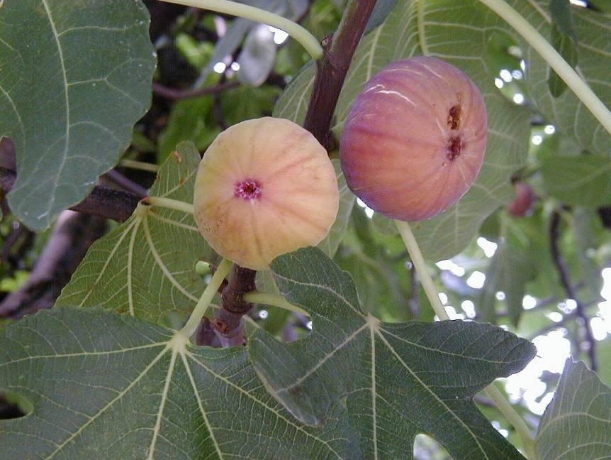 Ficus carica 3 Variety: Zlatulja Fruit colour: Light rose