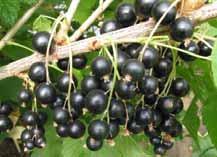 DESSERT CULTIVARS OF BLACKCURRANT A NEW BREEDING AIM AT THE RESEARCH INSTITUTE OF POMOLOGY AND FLORICULTURE IN SKIERNIEWICE. S. PLUTA and E.