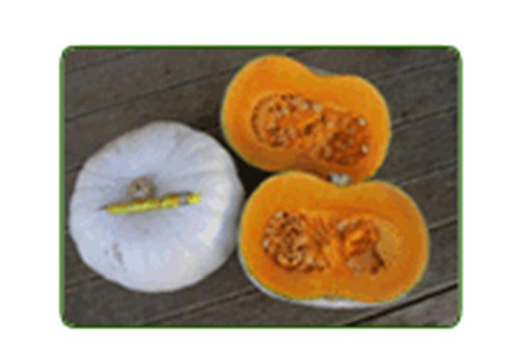 Product Profiles Grey Pumpkin and Butternut Nelson Early maturing bush type pumpkin grown commercially for a number of seasons.