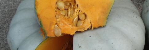 It has a small seed cavity with a high shoulder and produces a large heavy fruit. Ideal pumpkin for the cut segment market.