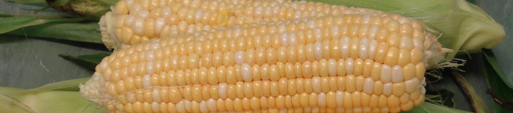 resistant). Cumberland Vigorous, early maturing, bi-colour sweet corn with good cob fill.