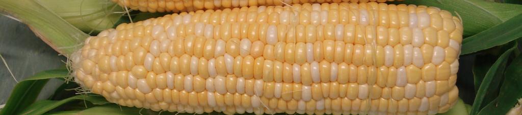 Harvest early/main season EX08705788 Main season bi-colour sweet corn offering large sized cobs.
