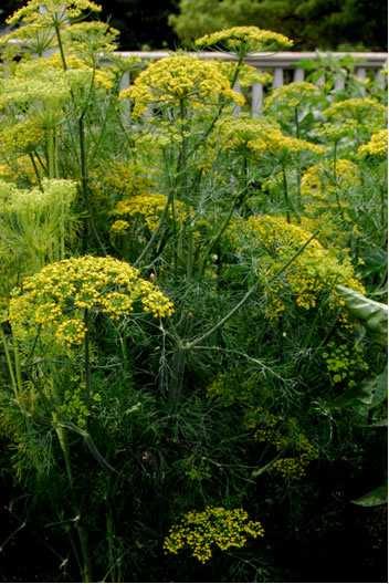 Dill flowers attract a multitude of beneficial insects.