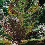 3 Lettuce Lactuca sativa Forellenschluss Speckled Amish Attractive green leaves with red spotted pattern