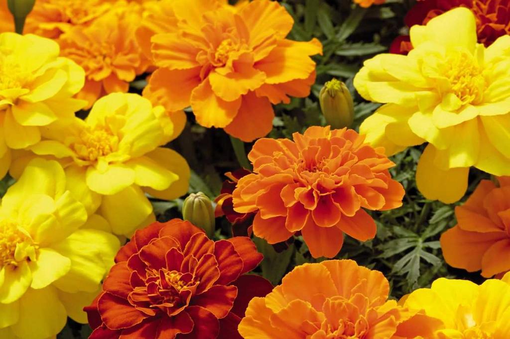 White seeds Marigold Tagetes x (triploid) Gem Mix Orange/Yellow A mixture of the edible Marigolds -