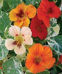 Marigold - French Tagetes patula Safari Mix Mix 8-10 tall by 6-8 wide Early, compact dwarf with double