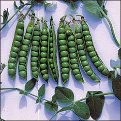 Pea (garden veg.) Pisum sativum Green Arrow Green peas A standard shelling pea with good sweet pea taste.
