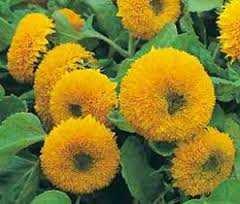 Sunflower Helianthus annuus Teddy Bear Yellow 24-36" tall by 12" wide Swiss Chard Beta vulgaris Bright