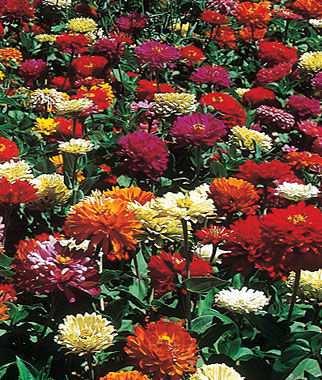 Hardy to zone 3 This strain produces showy clusters of flowers in shades of pink, red, yellow, white or apricot.