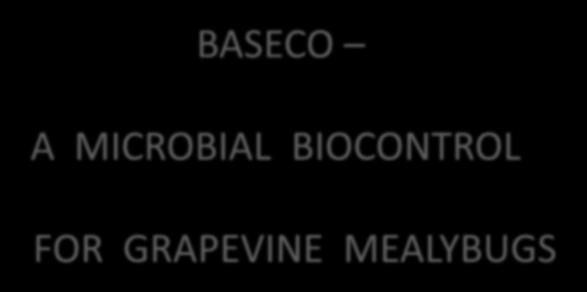 BASECO A MICROBIAL BIOCONTROL FOR GRAPEVINE MEALYBUGS ABIM, LUCERNE,