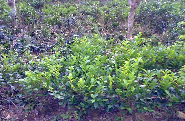 Infilling not only helps increasing tea yields But also