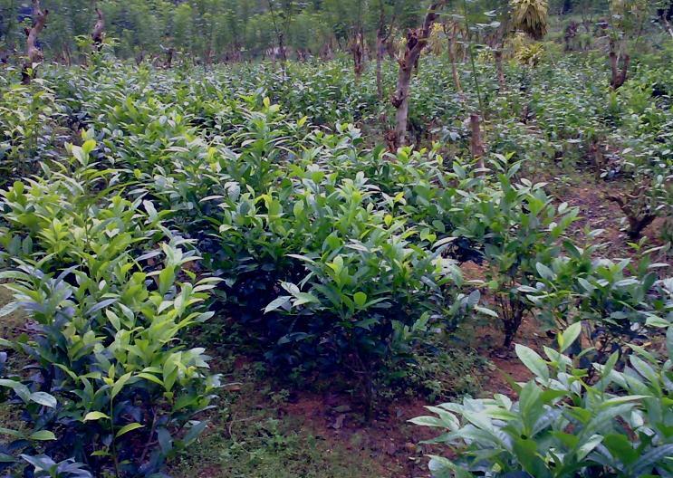 Interventions for improving tea yield by Consolidation (infilling) of field Potential for improving yield by infilling Target yield by consolidation/infilling: Average yield at the most productive
