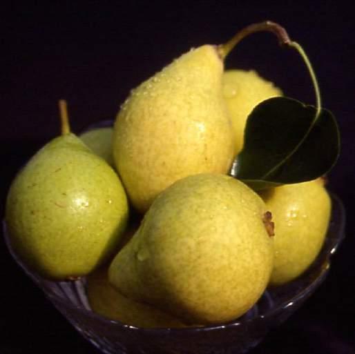 2m (4 ) Early Gold Pear Pyrus x Jefgold