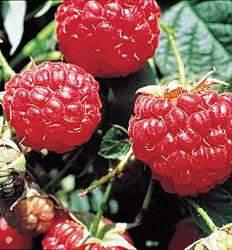Raspberry Rubus 2m (4 )
