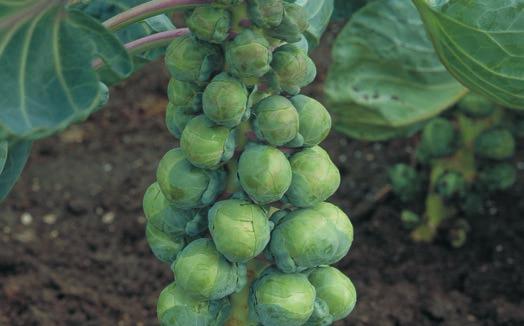 Confidant Confidant is a dark, high-yielding mid-season variety. Its great sprout quality gives it excellent shape and color.