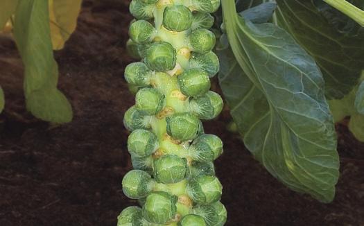 Unique, blue- sprouts High-quality sprouts with excellent shelf life and high yields Great disease package Perfect fit for late fall to early winter harvesting for west coast production Gustus Gustus