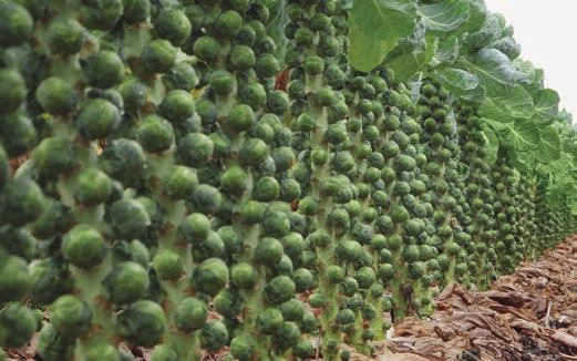 Nice medium sprouts with mild taste High yield with good field-standing ability Clubroot resistant* *The genetic resistance against clubroot found in Syngenta brassica varieties is effective against