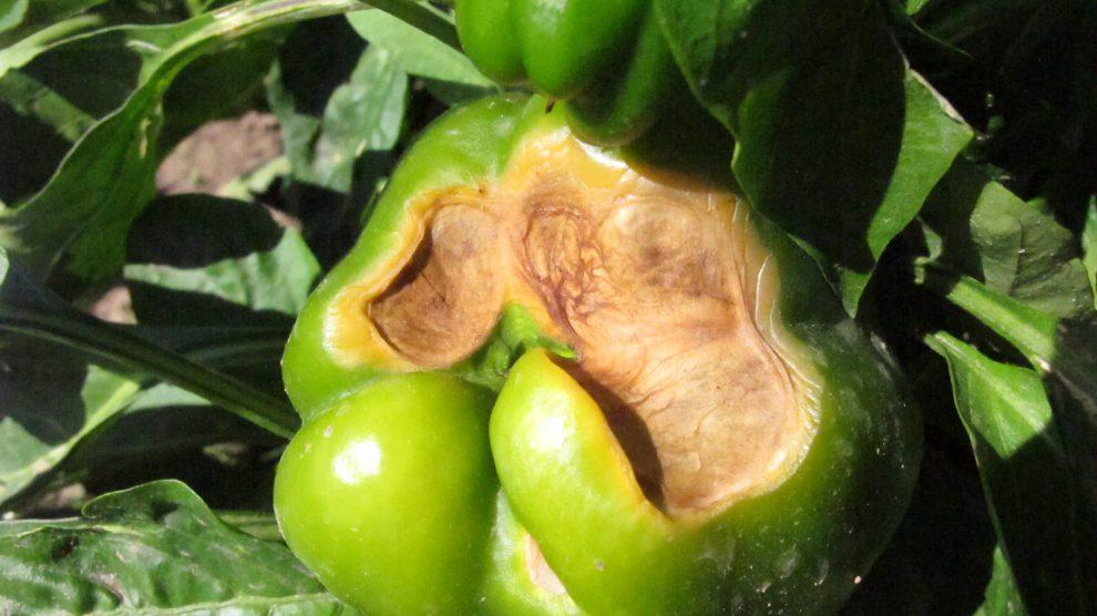 Peppers with sunscald (Utah Pests) Symptoms: Discolored sunburned patches on the fruits. Cause: Intense direct sunlight on the fruits of the plants.