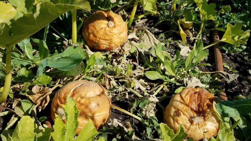 Cause: This rotting of the pumpkins could potentially be Gummy Stem Blight (Black Rot) which