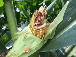 Wormy Sweet Corn Corn Earworm (North Carolina State University) Symptoms: Larvae of corn earworm will tunnel in toward the corn kernels from the top of the ear, leaving behind frass.