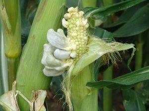 Corn Smut (University of Nebraska) Symptoms: Grey-white galls (which result from swollen plant tissue) can form on the shoots, leaves, kernels, and tassels of the corn.