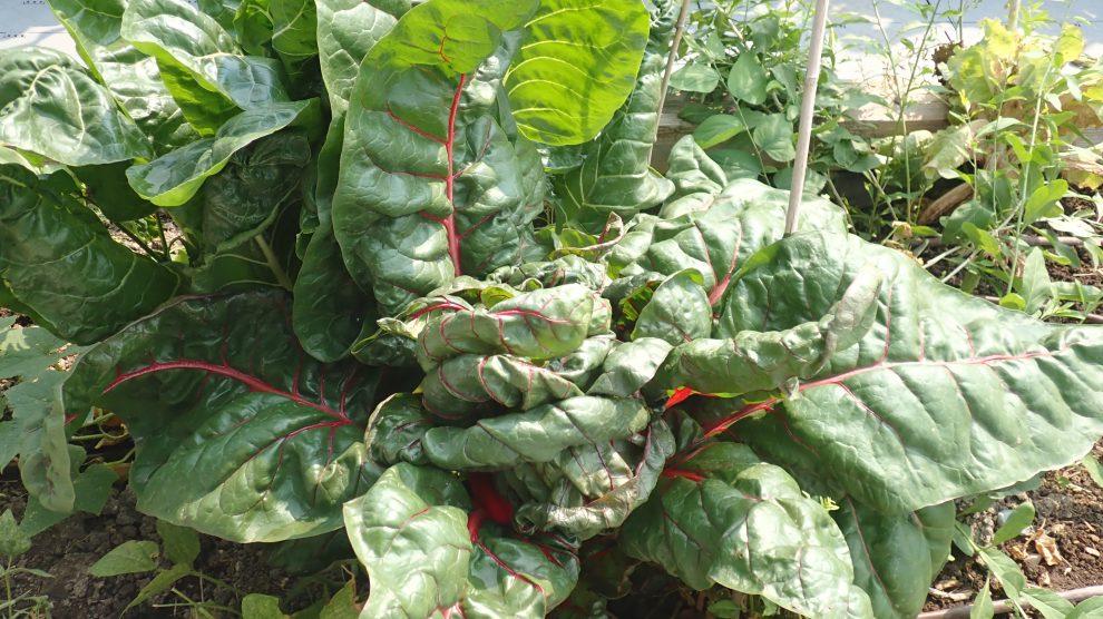 peach aphids will target chard and other cruciferous vegetables.