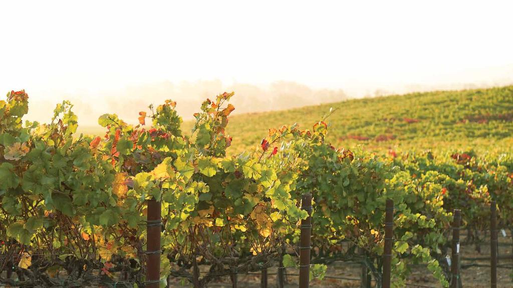 Alta Loma is planted on Arroyo Seco gravelly loam soil. These sparse, well-drained soils reduce yields, creating rich, concentrated flavors in the fruit.