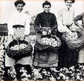 By then, saffron farming had spread
