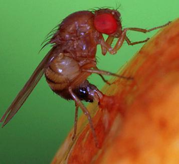 Drosophila suzukii Most Drosophila spp.