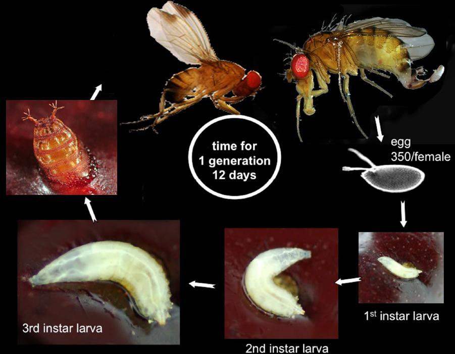 SWD Life Cycle Overwinters as Adults Male 20-30+ days Pupa Female 3-15