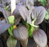 Red Ace The best all-round red beet. Round, smooth, sweet and tender, deep red, uniform roots.