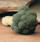 Broccoli (Brassica oleracea italica) Fall Vegetables Marathon Late variety highly tolerant to cold.