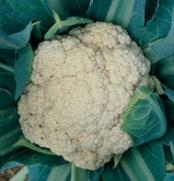 Cauliflower (Brassica oleracea botrytis) Fall Vegetables Snow Crown Remarkably early and