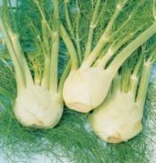 This hybrid shows unusual vigor producing good-quality, medium-sized heads whether harvested