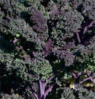 Large, dark green, cabbage-like leaves retain eating quality up to 2 weeks longer.