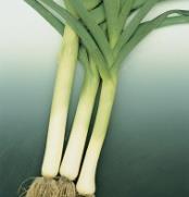 Kale (Brassica oleracea) Siberian Tender, blue-green leaves with a mild, sweet flavor.