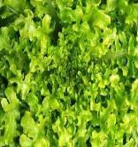 Lettuce (Lactuca sativa) Green Oakleaf Panisse Large, lime-green, lobed oak leaves with