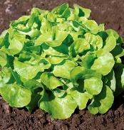A unique, long popular English lettuce. Good salad quality. 28 days baby, 54 days full size.