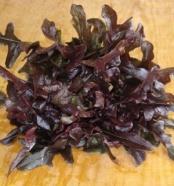 Lettuce (Lactuca sativa) Red Oakleaf Oscarde Attractive, lobed leaves are deep cherry-red, turning
