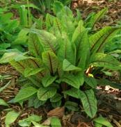 Dark green leaves with upright growth habit. Suitable for spring, summer, and fall crops.