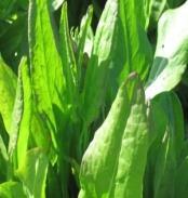 Swiss Chard (Beta vulgaris cicla) Bright Lights Stems of many colors including gold, pink,