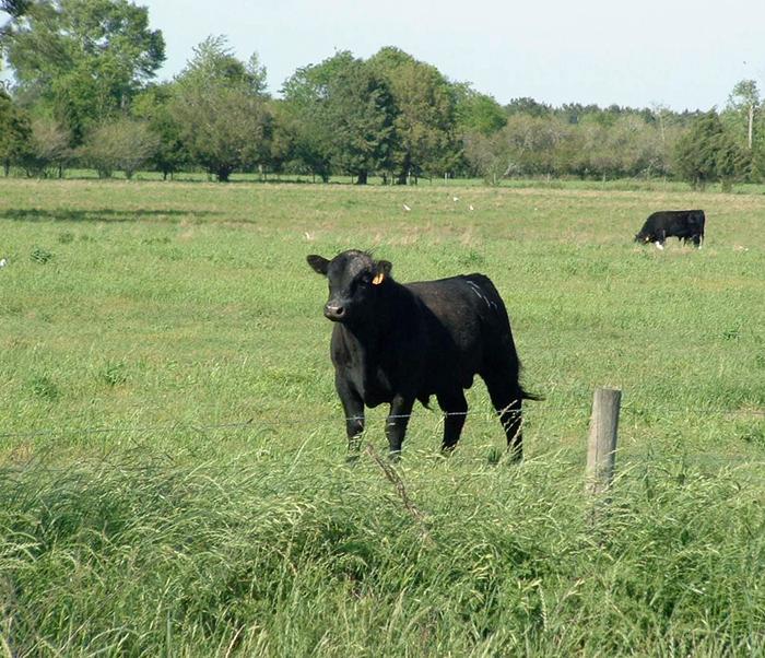 2016 Cool-Season Forage Variety Recommendations for Florida Ann Blount & Jose Dubeux, North Florida Research and Education Center; Patricio Munoz, Ali Babar, Kevin Kenworthy, and Ken Quesenberry,