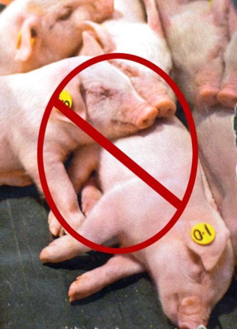 Instead of meat, choose healthier No pork, no